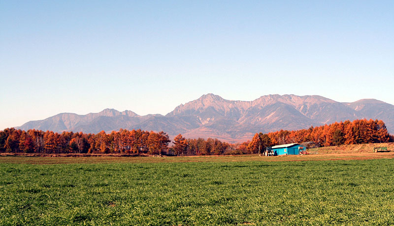 色づいた落葉松林 / 川上村・樋沢