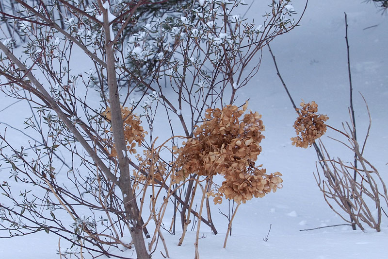 豪雪の芽吹き 16:00