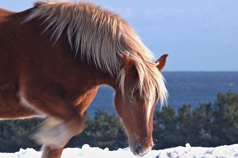 前足で雪を掘って草を食べる寒立馬 09:12