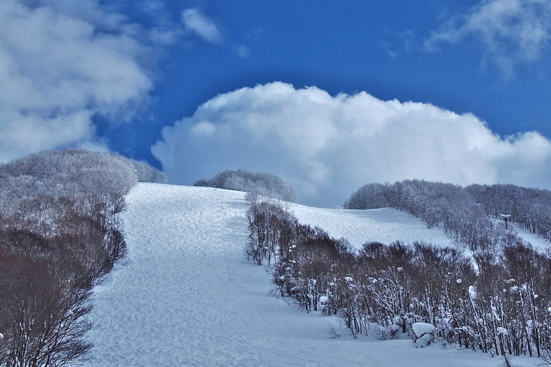 ゲレンデの雪木立 / 八甲田スキー場 2012.2.13 13:08