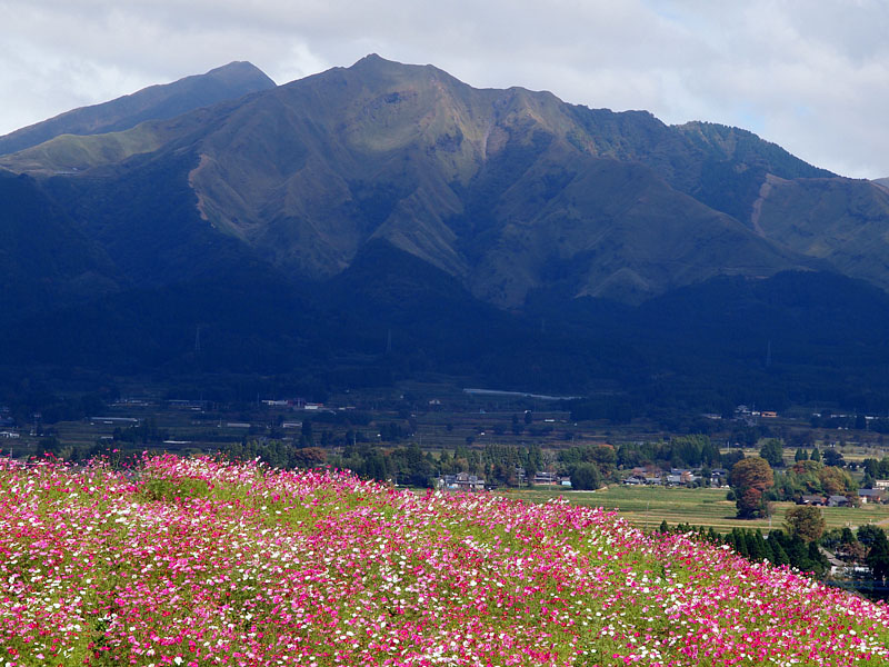 南阿蘇の山村と秋桜