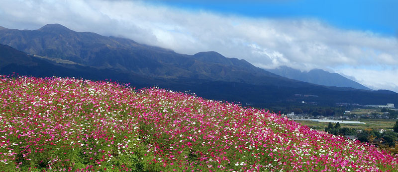 秋桜と阿蘇連山