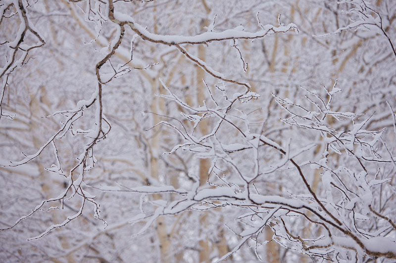 雪枝 / 十勝岳温泉 2009.2.4 14:07