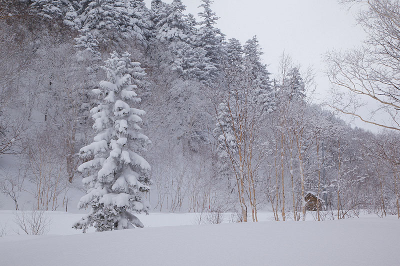 雪木 / 十勝岳温泉 2009.2.4 14:33