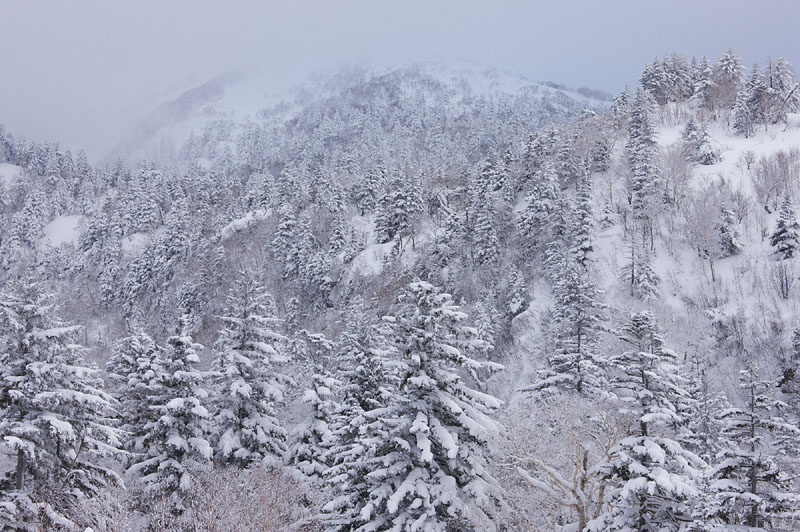 雪山・壱 / 十勝岳温泉 2009.2.4 14:50