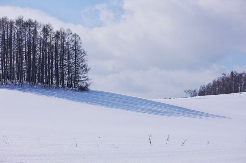 雪木陰 / 美瑛 2009.2.6 12:13