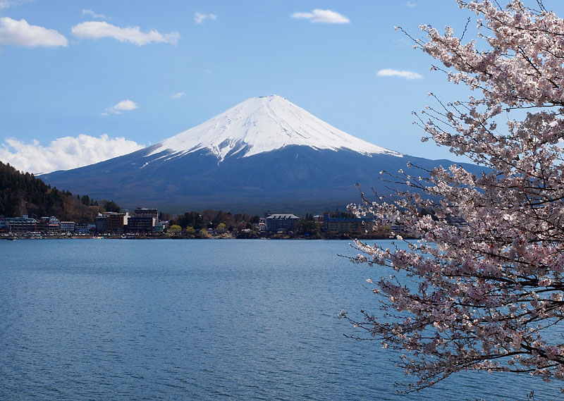 春富士と産屋ヶ崎の桜 / 河口湖北岸 14:05