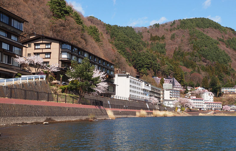 「湖山亭うぶや前」の満開の桜 / 河口湖北岸・産屋