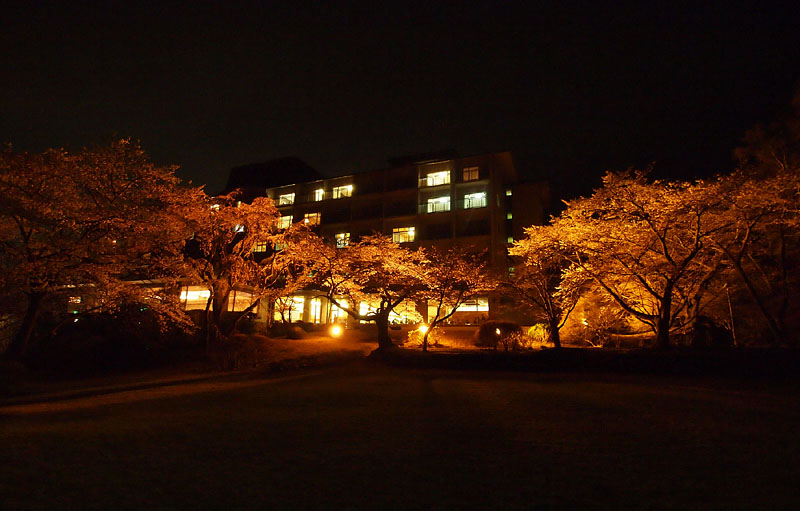 ホテルの夜桜ライトアップ(河口湖サイド)