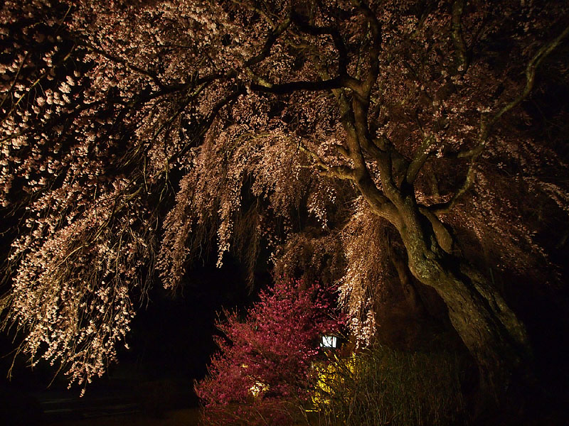 満開の枝垂桜