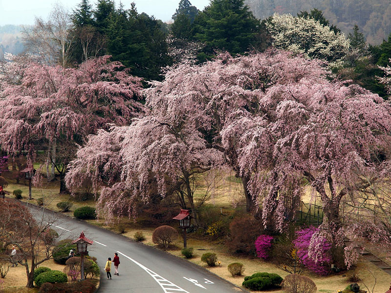 ホテル南庭の枝垂桜