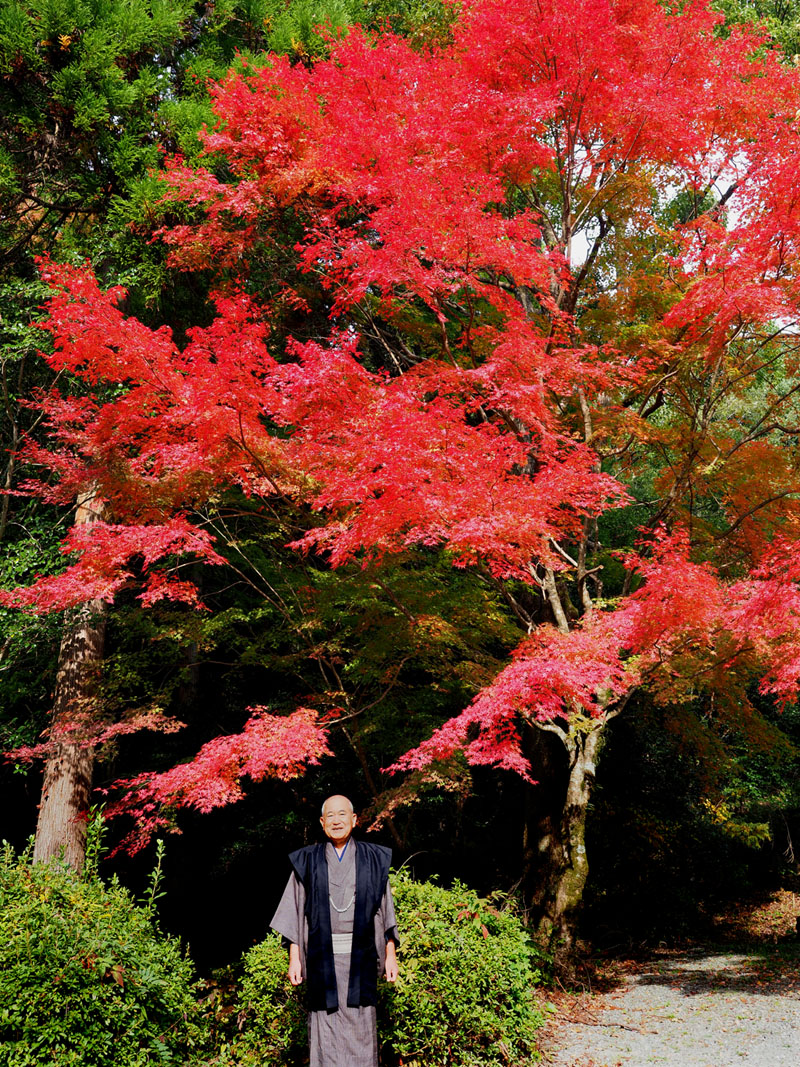 伊佐邸の真っ赤なモミジの大木と和田爺