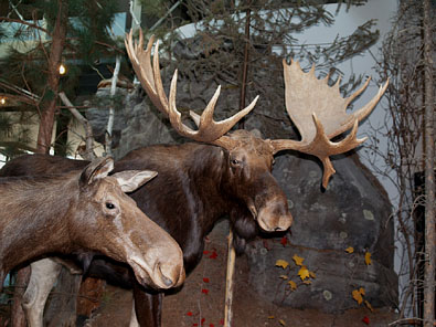 ヘラジカ moose