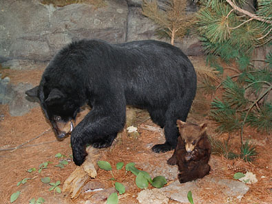 クロクマ black bear
