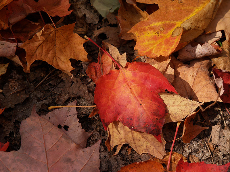 赤い散り紅葉