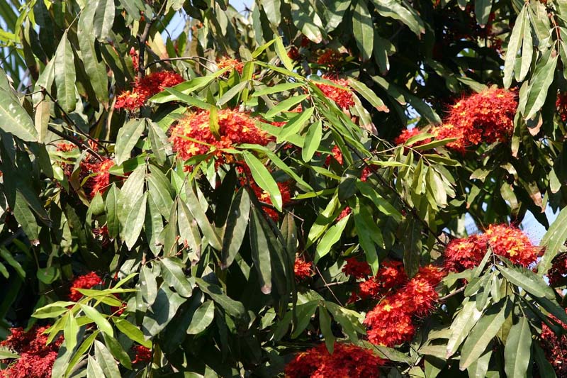 タージベンガルホテルの無憂樹の花