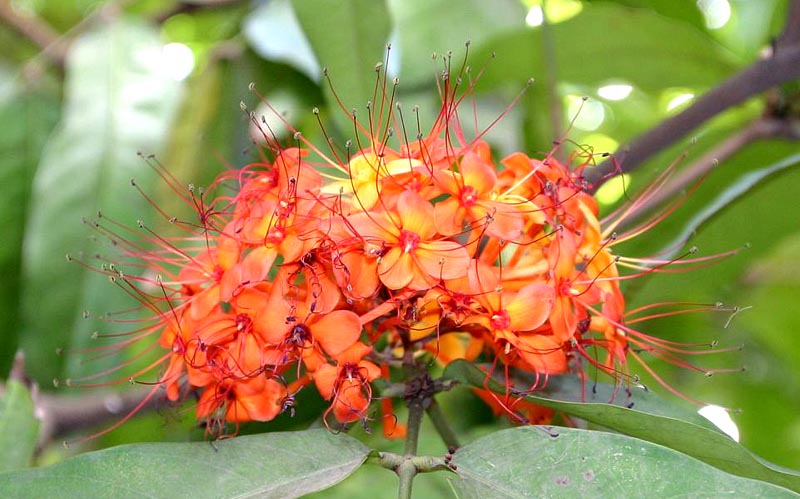 無憂樹の花