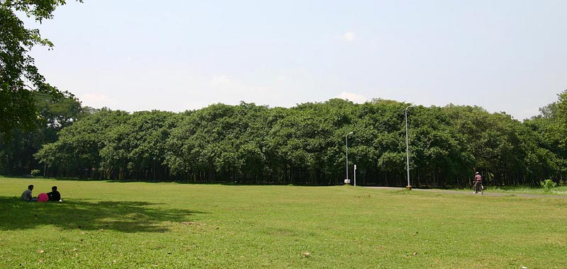 ハウラー植物園にある世界一のバニヤン