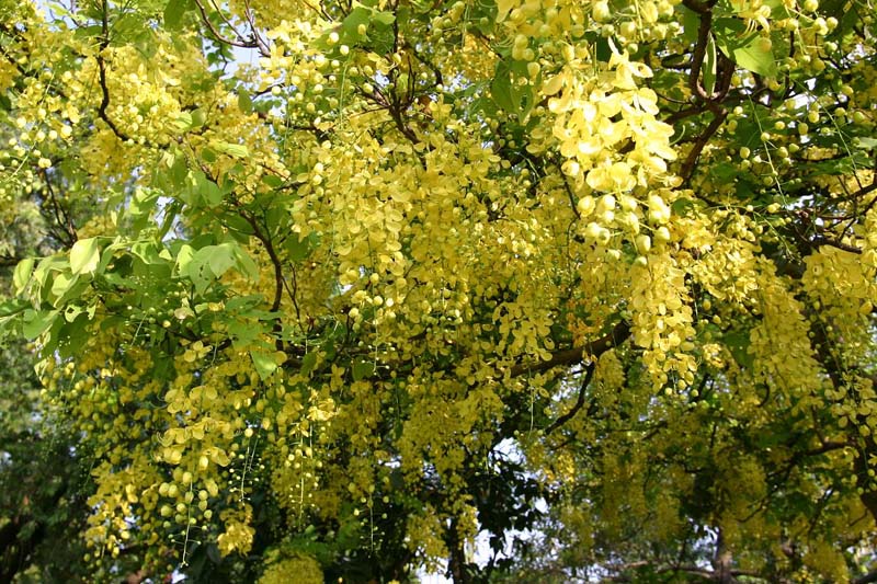 花房