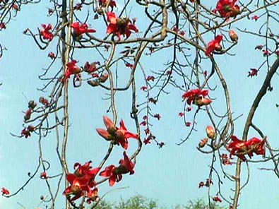 ワタノキの花