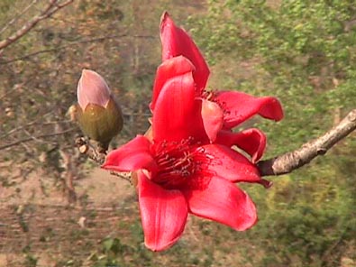 ワタノ花1
