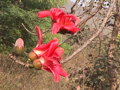 ワタノキの花2