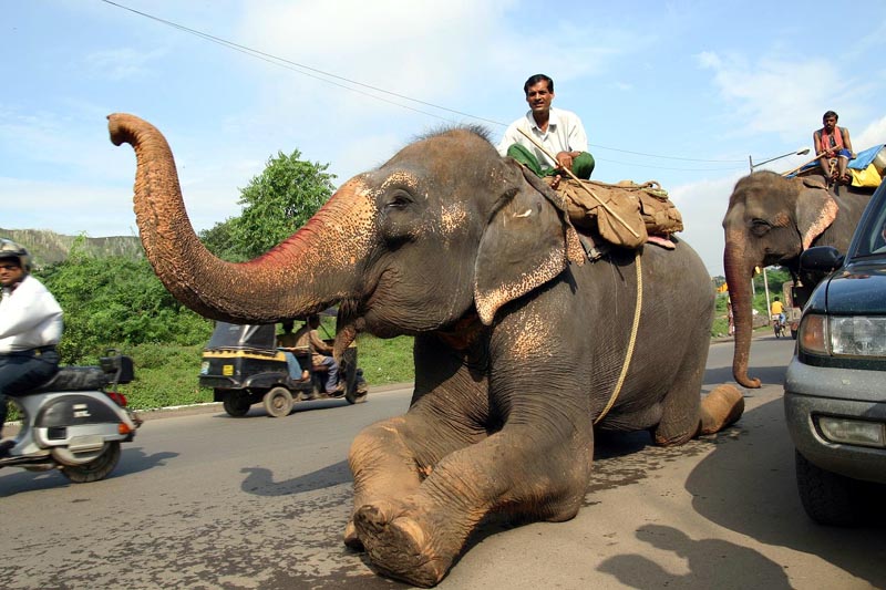 インド象