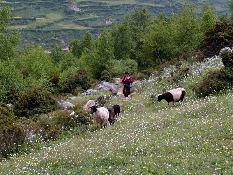 花畑で山羊の放牧