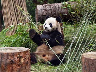 臥龍（1,800m）の大熊猫苑のパンダ