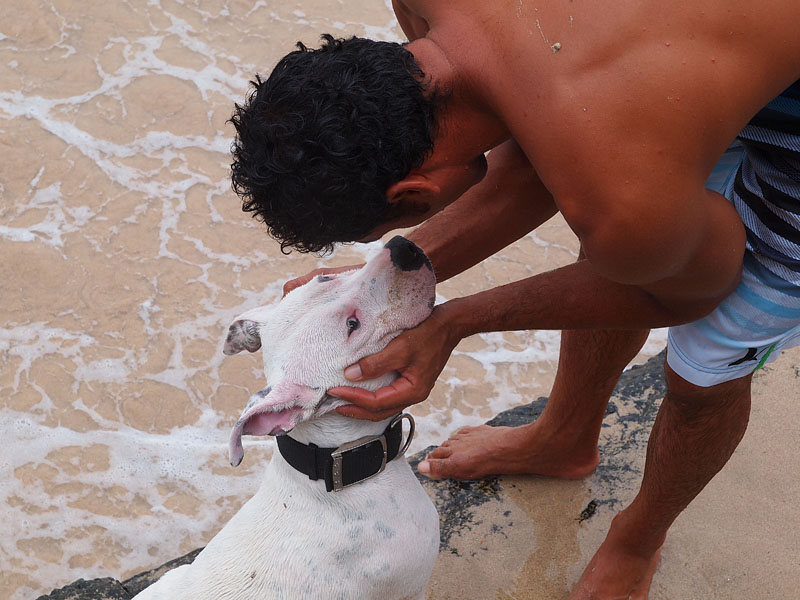 海の大好きな犬
