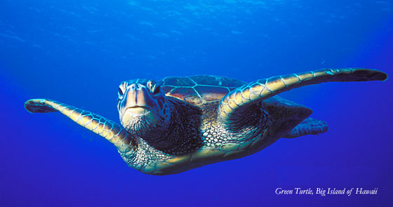 ハワイアオウミガメ Green Turtle, Big Island of Hawaii
