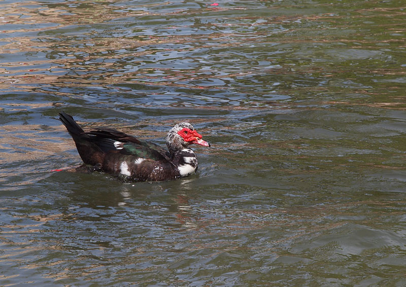ハワイの水鳥「ノバリケン」
