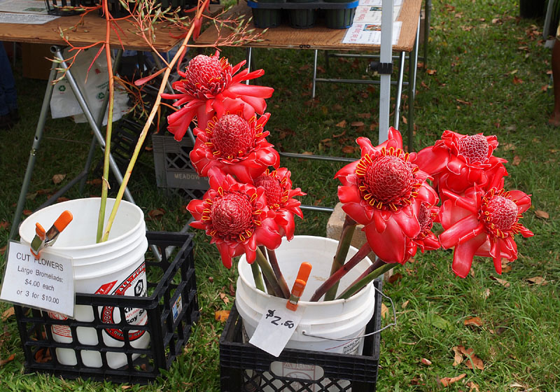 珍しいブロメリア Bromeliad の切り花 Cut Flowers