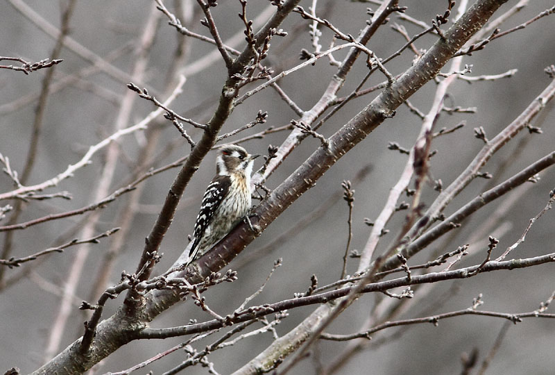 RQ / _ސ쌧䒬@2013.02.11 13:19