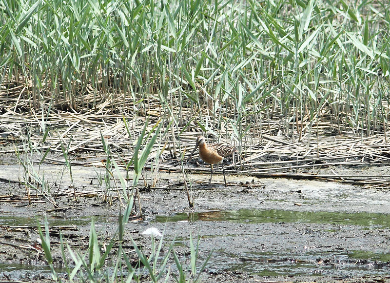 シベリアオオハシシギ / 葛西臨海公園 2013.07.14 11:59