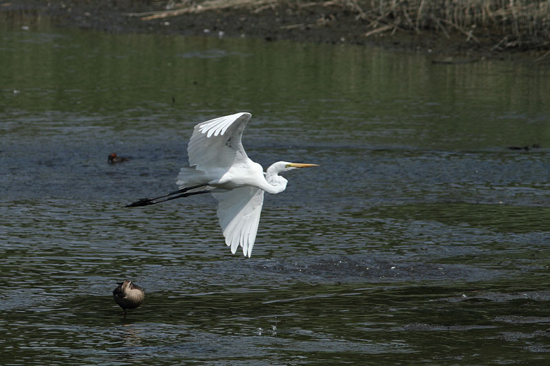 チュウサギ / 葛西臨海公園 2013.08.03 13:38