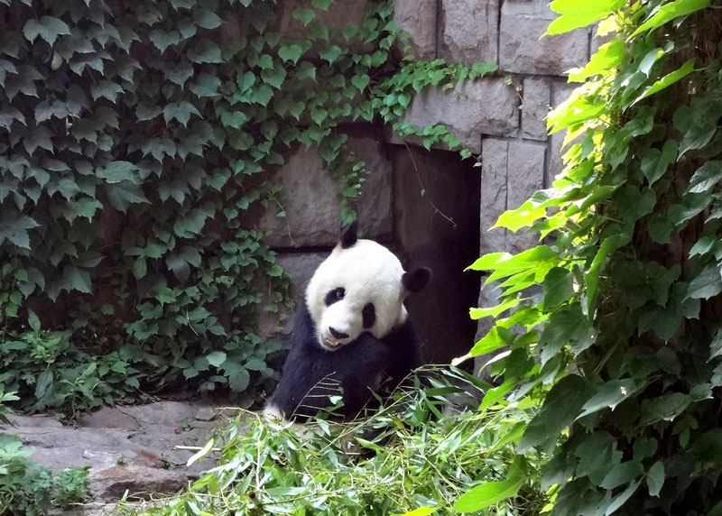 ひたすら笹を食べるパンダ 08:24