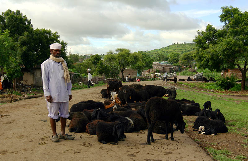 マハラシュトラ州の羊飼い