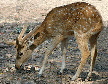 サルナートの Deer Park の鹿