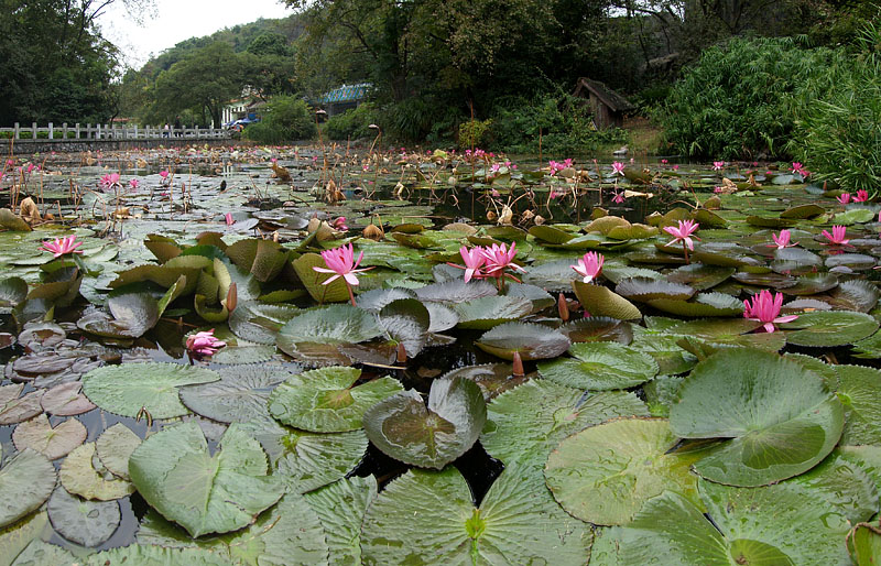 七星公園の睡蓮