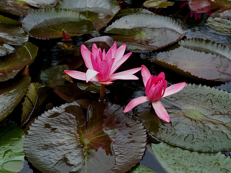 睡蓮の花