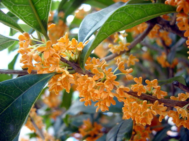 金木犀の花