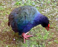 絶滅危惧種の「タカヘ」