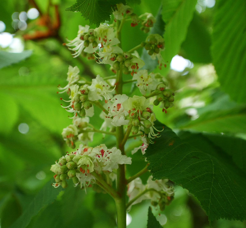 リュブリャナ城のマロニエの花
