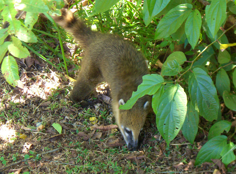イグアス国立公園にいたハナグマ