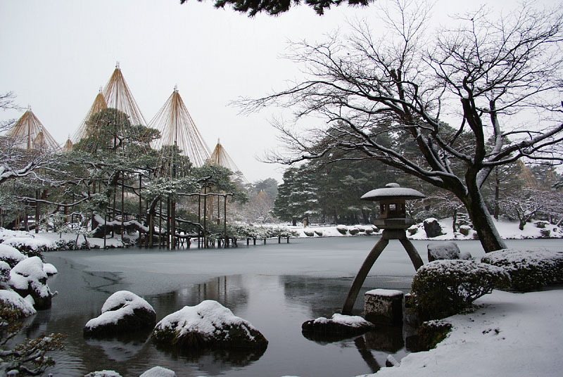 雪化粧した徽軫燈籠篭と唐崎松の雪吊 2009.12.19 08:26