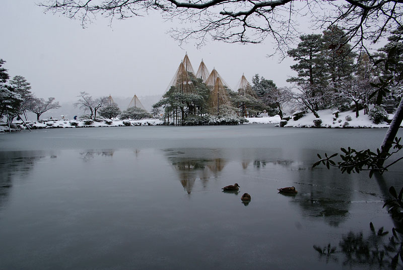 霞ヶ池の越冬鴨 2009.12.19 08:50