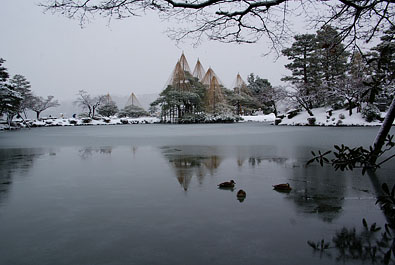 霞ヶ池の越冬鴨 2009.12.19 08:50