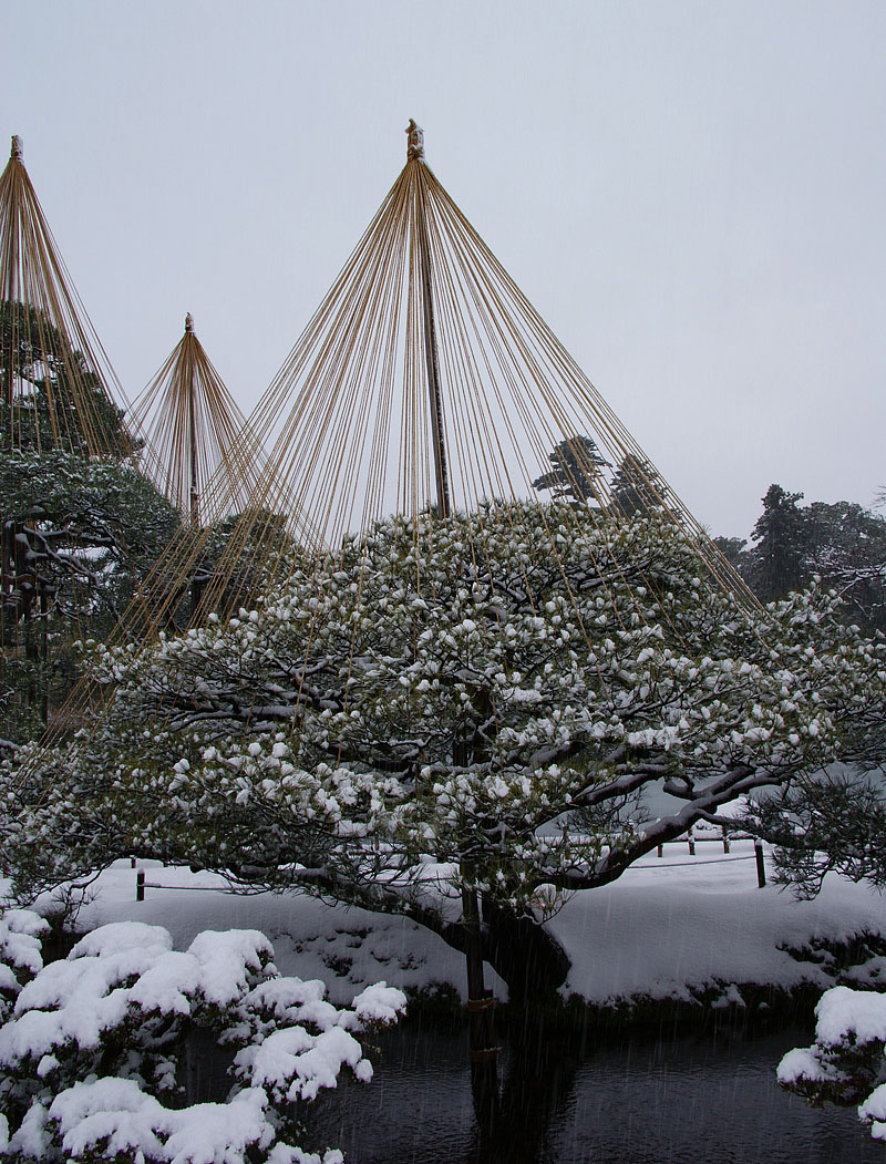 傘のような雪吊 2009.12.19 08:30