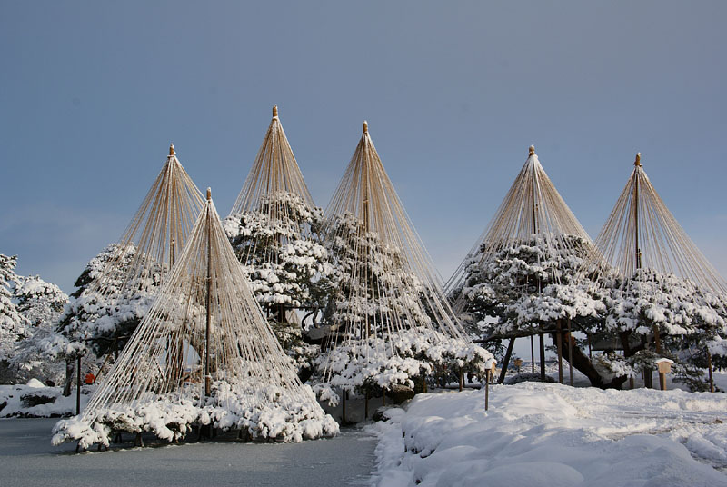 雪が積もった唐崎松 2010.1.16 08:30